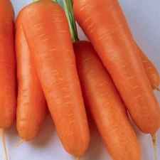 KURODA SHIN CARROT 350 SEEDS NON-GMO FRESH FOR GARDENS