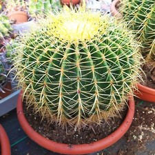 Echinocactus Grusoni dimensioni 1000mm circonferenza altezza 30 diametro 300mm