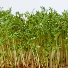 Alfalfa Microgreens - Seeds - Non Gmo - Heirloom Seeds – Microgreen Seeds