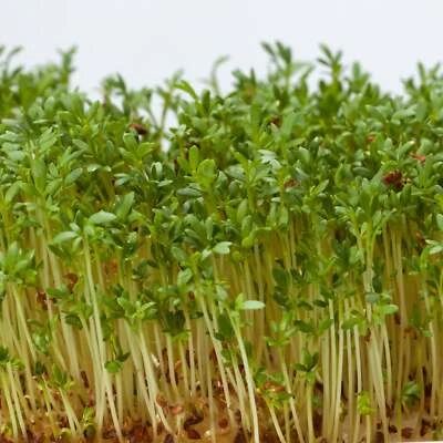 BACK TO NATURE COMPANY Alfalfa Microgreens - Seeds - Non Gmo - Heirloom Seeds – Microgreen Seeds