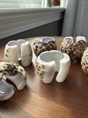 set of 6 natural tiger cowrie shell napkin rings. - Afbeelding 3 van 3