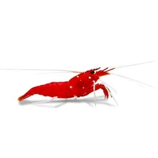 Blood Red Fire Shrimp Live – Reef Safe Cleaner Shrimp for Saltwater Aquariums
