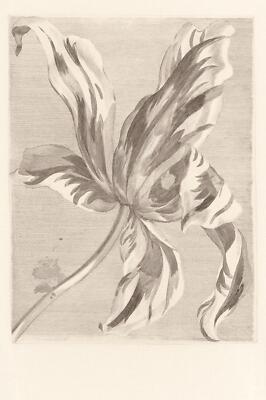 Eijffinger Tapete Masterpiece 358117 Blume Blüte Digitaldruck Wandbild Vlies