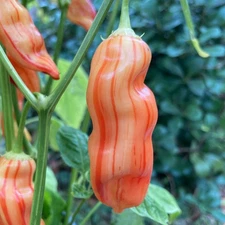 Sugar Rush Stripey Pepper Seeds.  10 Seeds, Free Shipping!