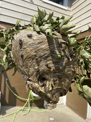 Rare Hornets Nest with Natural Inhabitants: One-of-a-Kind Collectible for Sale