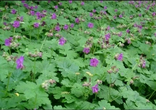 25 x Geranium macrorrhizum Storchschnabel SUPER BODENDECKER