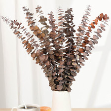 16 Pcs Dried Orange Eucalyptus Stems, 17" Preserved Eucalyptus Shower Plant  Na