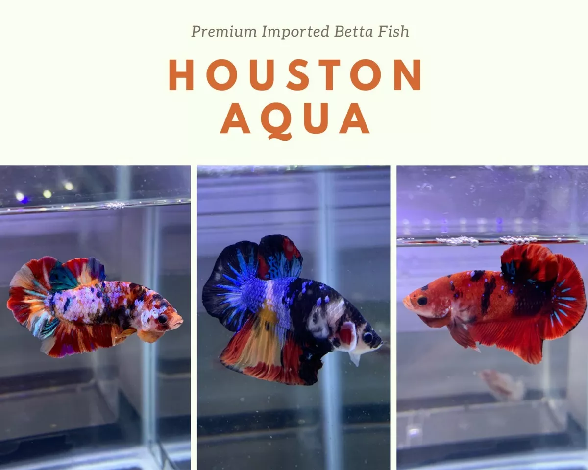 WHOLESALE PRICE Halfmoon Plakat Male - Betta Fish High Quality