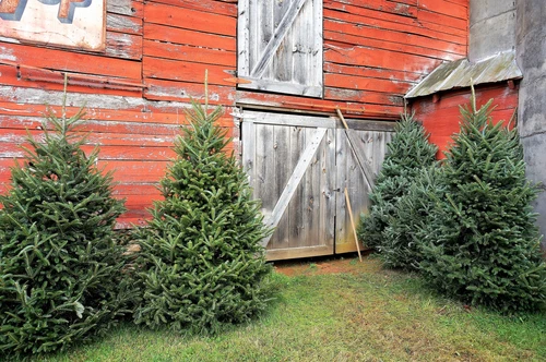20 FRASER FIR Tree Abies Fraseri Christmas Tree Southern Balsam Fir Native Seeds - Picture 2 of 16