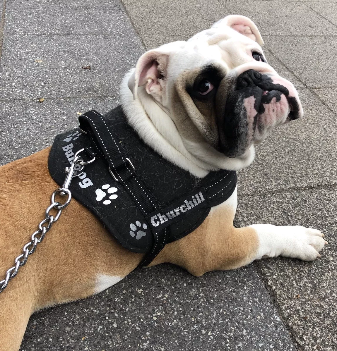English bulldog top puppy harness