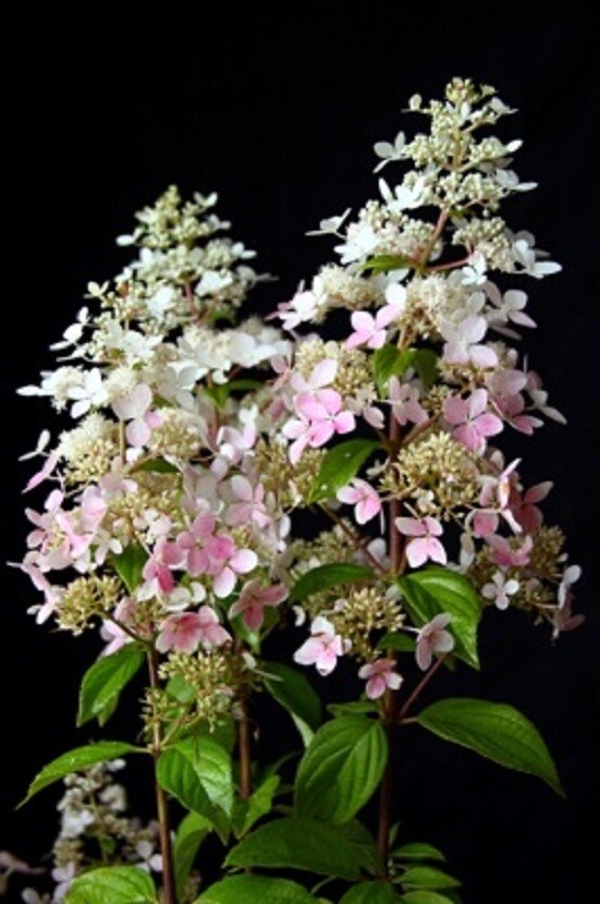 Hydrangea Paniculata Confetti Plant Dormant 5-6 Inch Size  