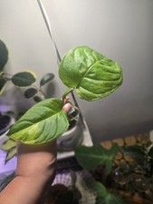 Monstera Obliqua Muyuna Aurea Rooted Cutting