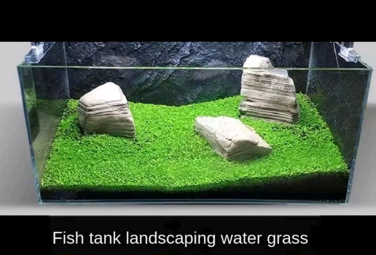 Semi Pratino Prato Acquario Hemianthus Callitrichoides Spedizione ORDINARIA