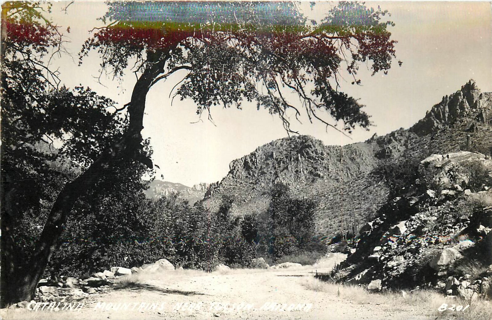 1940s Tucson Arizona Catalina Mountains Cook B-201 RPPC Postcard 25-3907