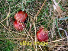 Photo 6x4 Scarlet wax caps Fishguard/Abergwaun Hygogrocybe coccinea, a c c2008