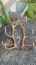 BIG Matched Set 7x7 ELK ANTLERS SHEDS WILD IDAHO HORN TROPHY  DEER HUGE 397”
