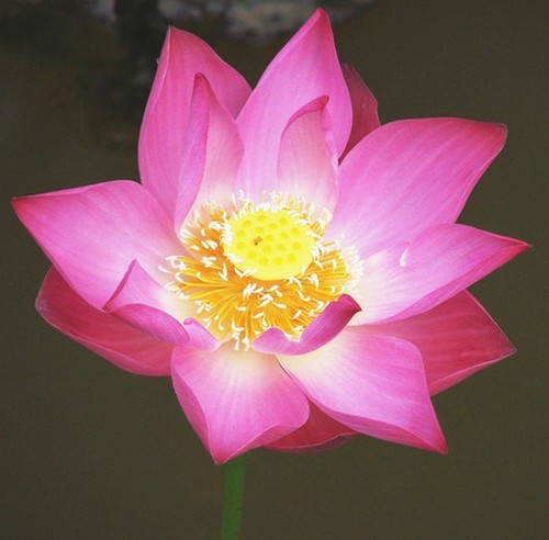 Essential Oils Uncut or diluted 100% Pure & Natural. Floral group! 5 - 10%0ff - Picture 63 of 83