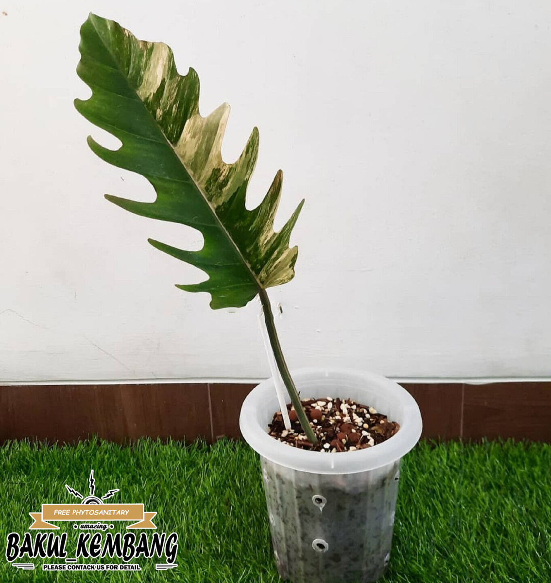 Rare ornamental plants 