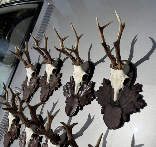 Black Forest 8 Large Strong Antlers On Wooden Plates Austrian Trophies - Picture 6 of 14