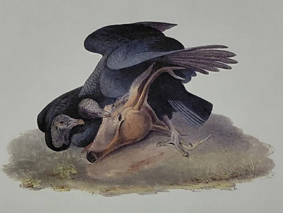 Impresión de libro 2 Audubon Octavo 1st Ed Crow Pl 3 y Buzzard Pl 6 Birds of America Foto 2 de 4