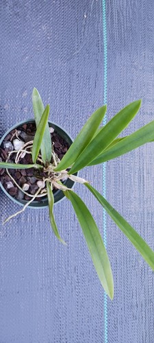 Orchid Cattleya L Gloriosa X B nodosa Mad Happenings potted - Picture 2 of 3