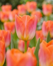 Sunrise Dynasty Tulip Bulbs