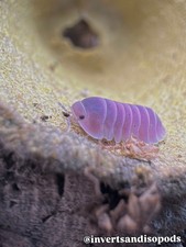 8ct LIVE AUTHENTIC Cherry Blossom Isopods Bioactive Reptile Terrarium LAG
