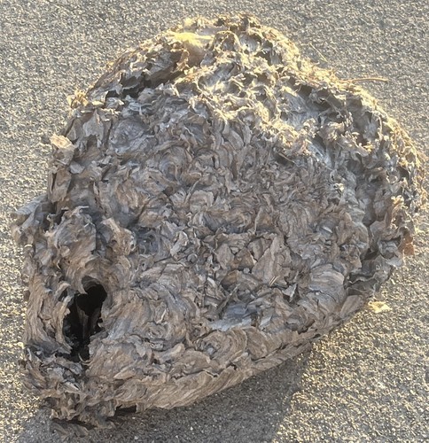 Real Hornet's Nest Paper Wasp Beehive Decor Science School Taxidermy 14” x 10”