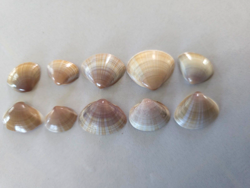 Mactra Stultorum conchiglie marine 10-15 conchiglie abbondanti morte - Foto 5 di 10