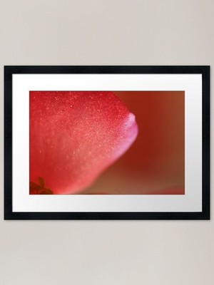 Rosa Blütenblatt Makro Digital Foto gerahmtes Wandbild Poster Leinwanddruck Bild