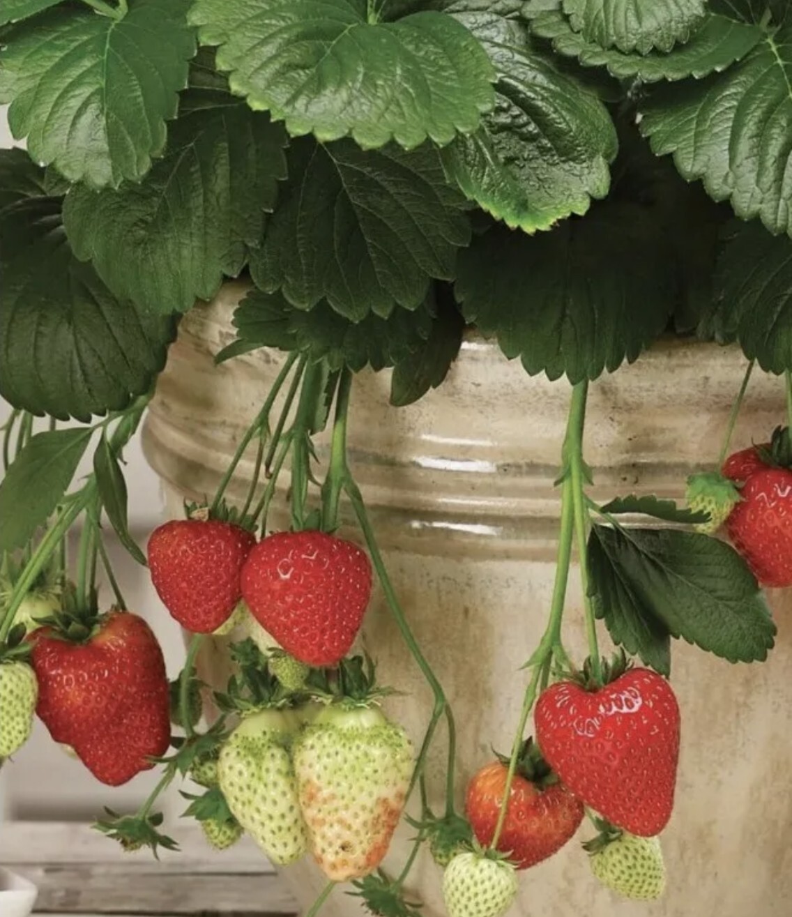 5 Mixed Strawberry Mini Plug Plants Elan, Rosana, Summer Breeze Rose