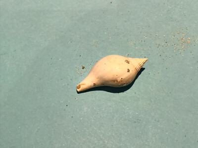 ATHLETA BULBULA Fossil Shell Gastéropode Lutetien Pariser Becken