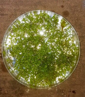   Lemna minor   Wasserlinsen Algenfresser   9 cm Petrischale   Teich & Aquarium