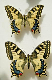 2x Papilio machaon butterfly set specimens bred pair male female