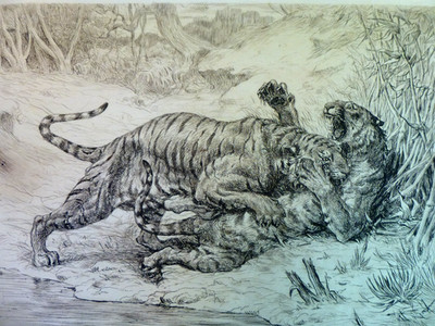 EVERT VAN MUYDEN   FIGHTING TIGERS    ENGRAVING
