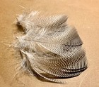 100 Pintail Flank Feathers - Fly Tying — photo 1