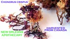 Irish Sea Moss Capsules | Organic Chondrus Crispus | Mineral Wellness
