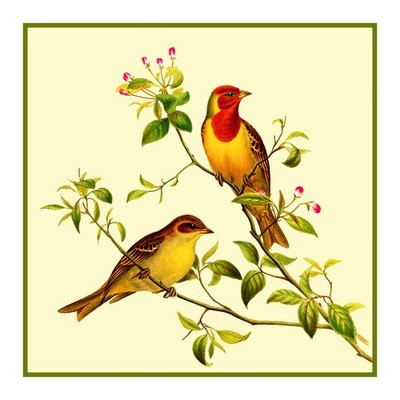 John Gould Birds Red Headed Buntings Counted Cross Stitch Chart Graph Pattern