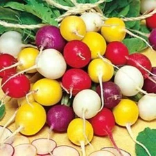 Crayon Colors Radish Mix, Colorful, Easy Grow, Variety Sizes Sold, FREE SHIPPING