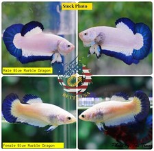 1 PAIR - Live Betta Fish High Quality Halfmoon Plakat HMPK Blue Marble Dragon