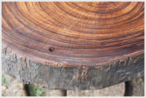 Markassa-Ebenholz Zebra Baumscheibe Tisch table - Bild 7 von 12