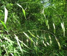 Chasmanthium latifolium 100 Seeds - River Oats