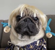 Funny Dog Cat Cosplay Wig, Pet Wigs for Halloween, Large, Golden braid