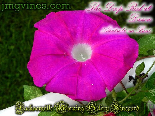 The Deep Red at Dawn / Akatsuki no Beni Japanese Morning Glory 6 Qty - Picture 3 of 6