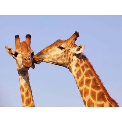 Giraffe Kissing Animal Nature 12X16 Inch Framed Art Print