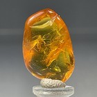 SS Rocks - Amber with Insect (Baltic) 1.65cts — photo 1