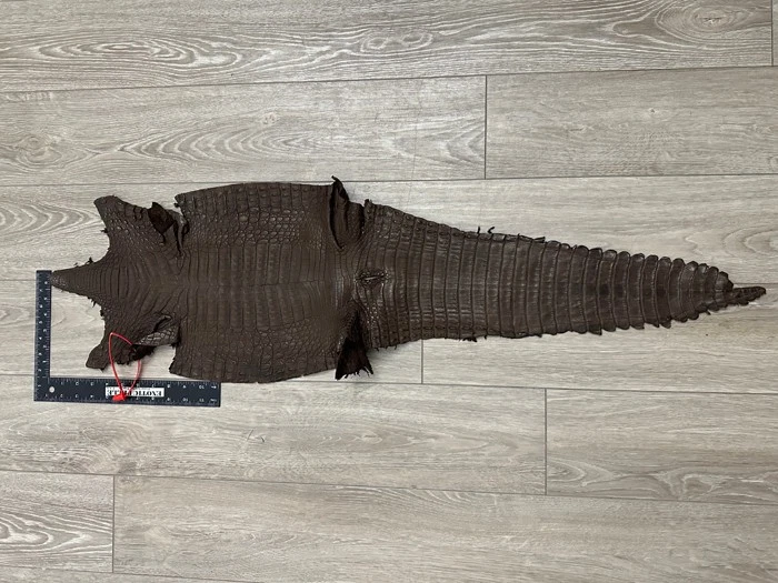 Marrón Genuino Caimán Cocodrilo Vientre Ocultar Cuero Piel Caimán Real Cocodrilo 483 Foto 2 de 4