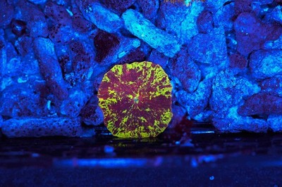 Splatter Jawbreaker Discosoma Mushroom WYSIWYG - SAQ Coral Farm