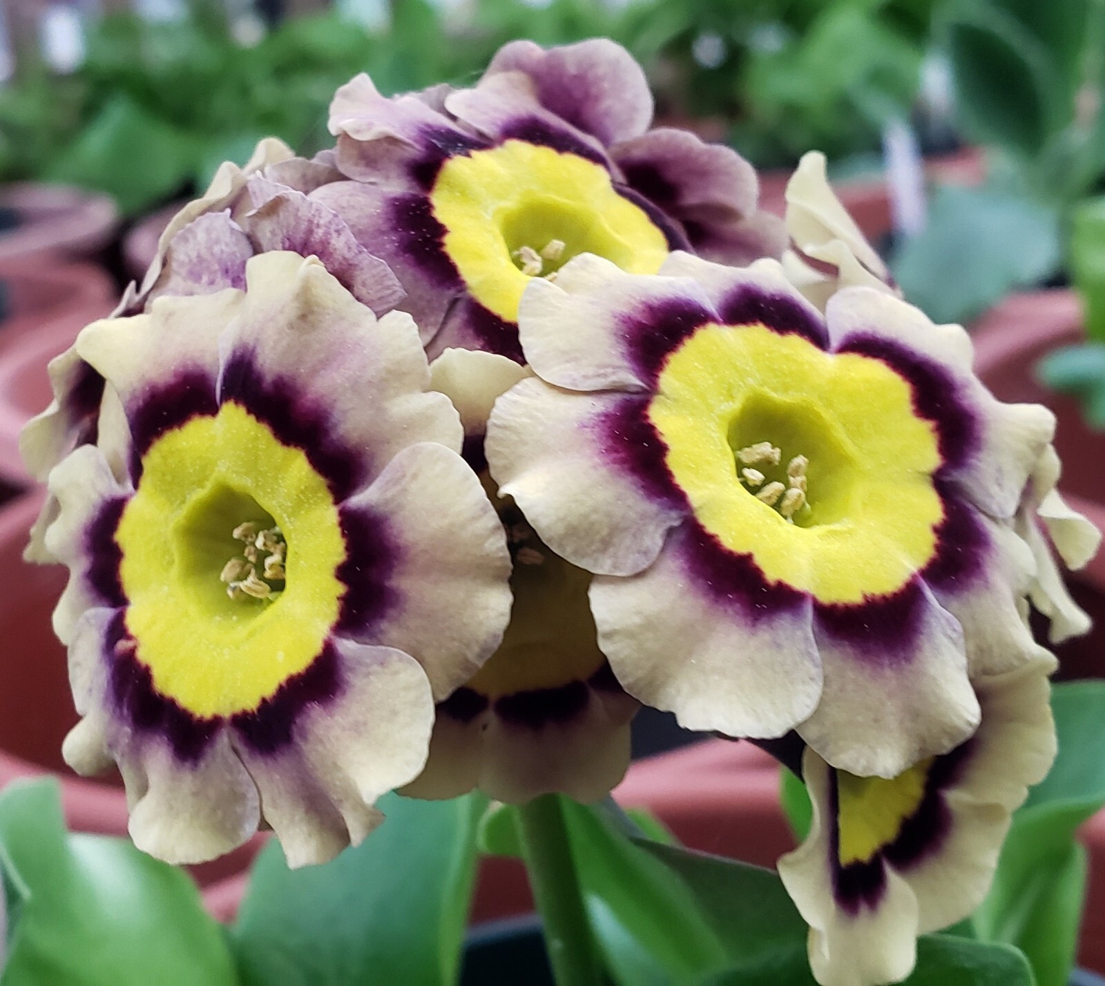 Primula auricula 'Grower's Choice' Collector's Primrose Collection - 6 Plants