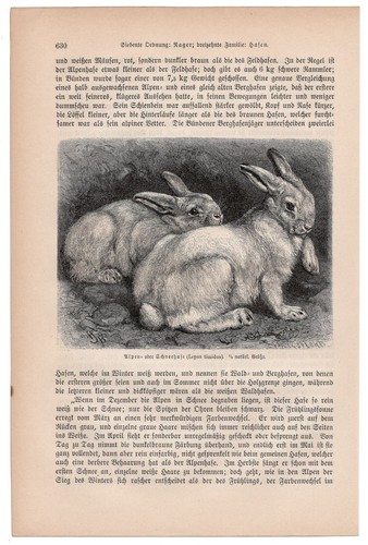 MOUNTAIN HARES - Alpine Rabbits in Winter Coat 1883 Antique Wood Engraving - Picture 2 of 2